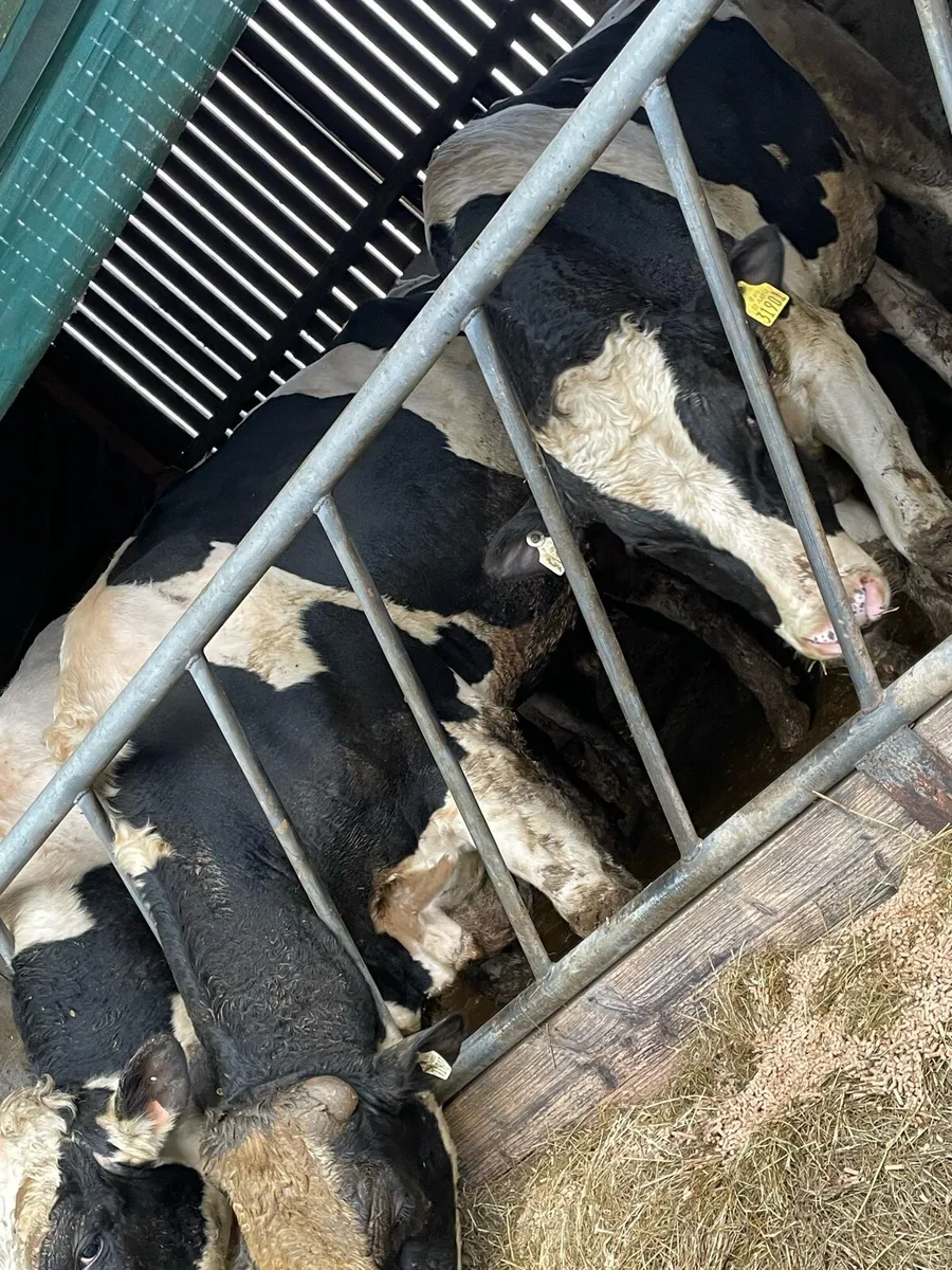 Pedigree Holstein Breeding Bulls - Image 1