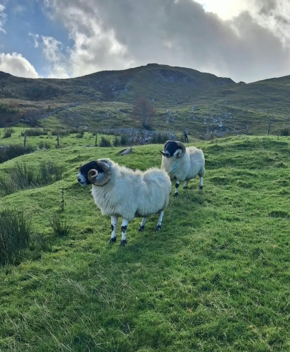 2 Rams - Image 1
