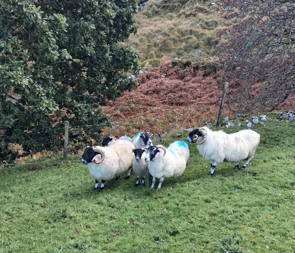 2 Rams - Image 2