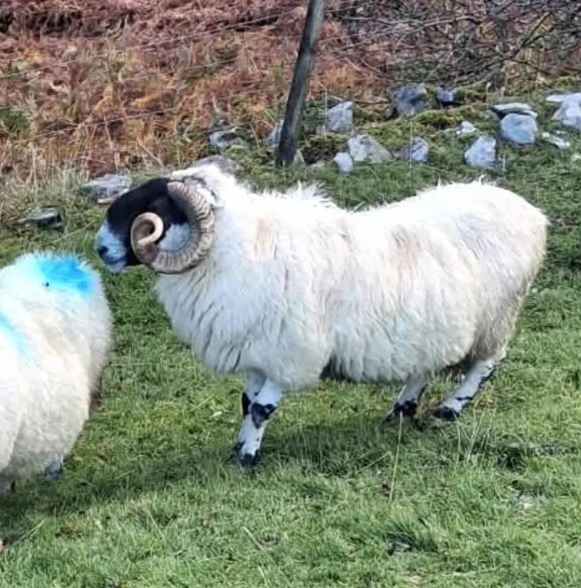 2 Rams - Image 3
