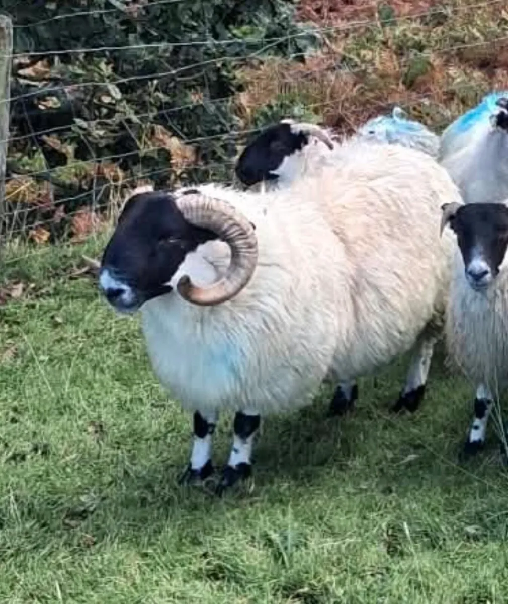 2 Rams - Image 4