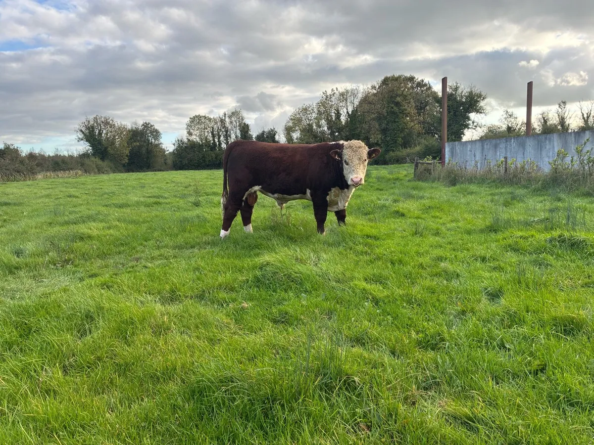 PBR Hereford - Image 1
