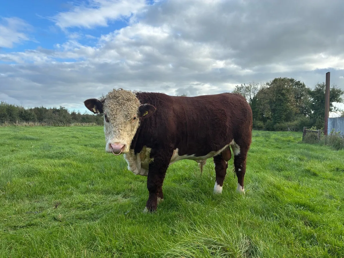 PBR Hereford - Image 2