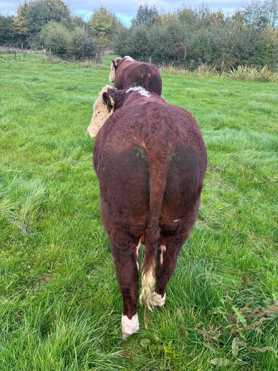PBR Hereford - Image 3