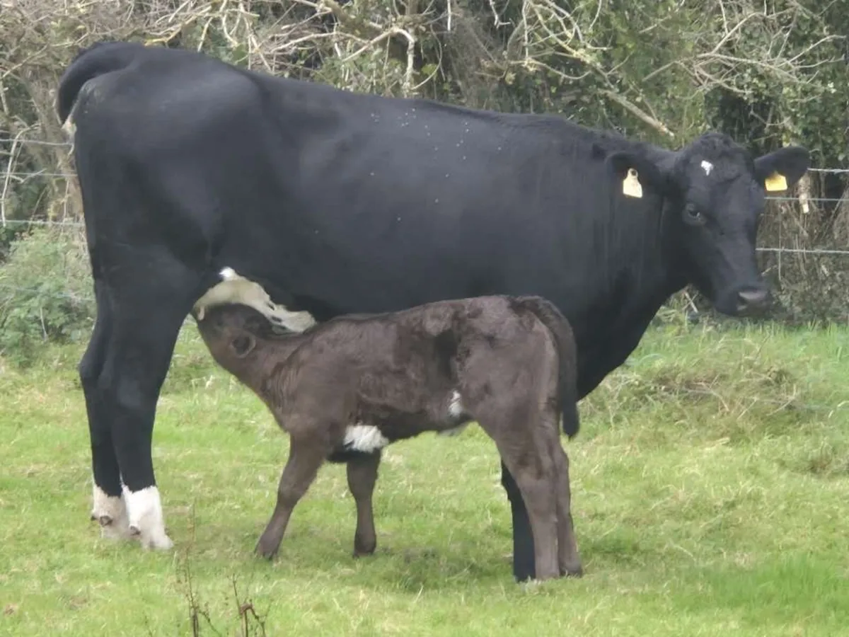 First Calver Angus heifer for sale - Image 1