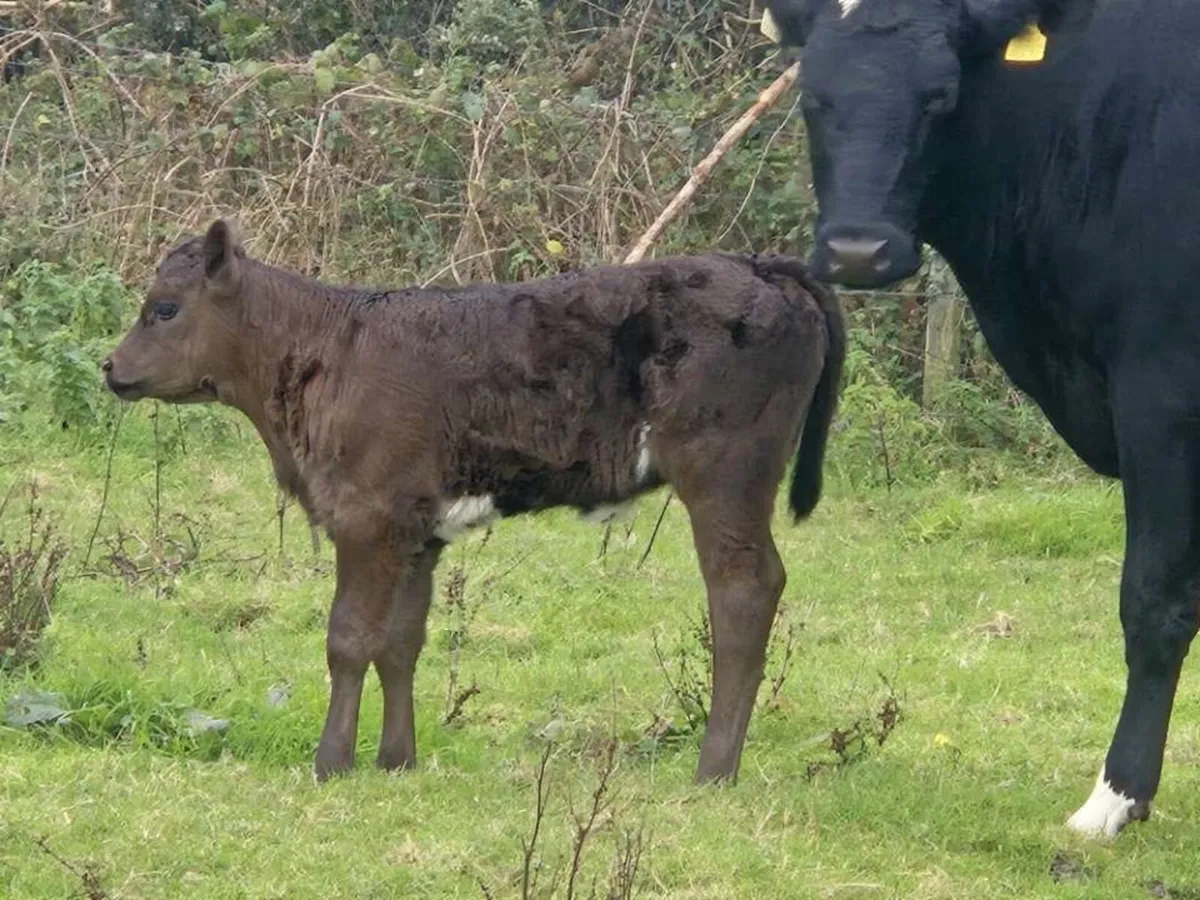 First Calver Angus heifer for sale - Image 2
