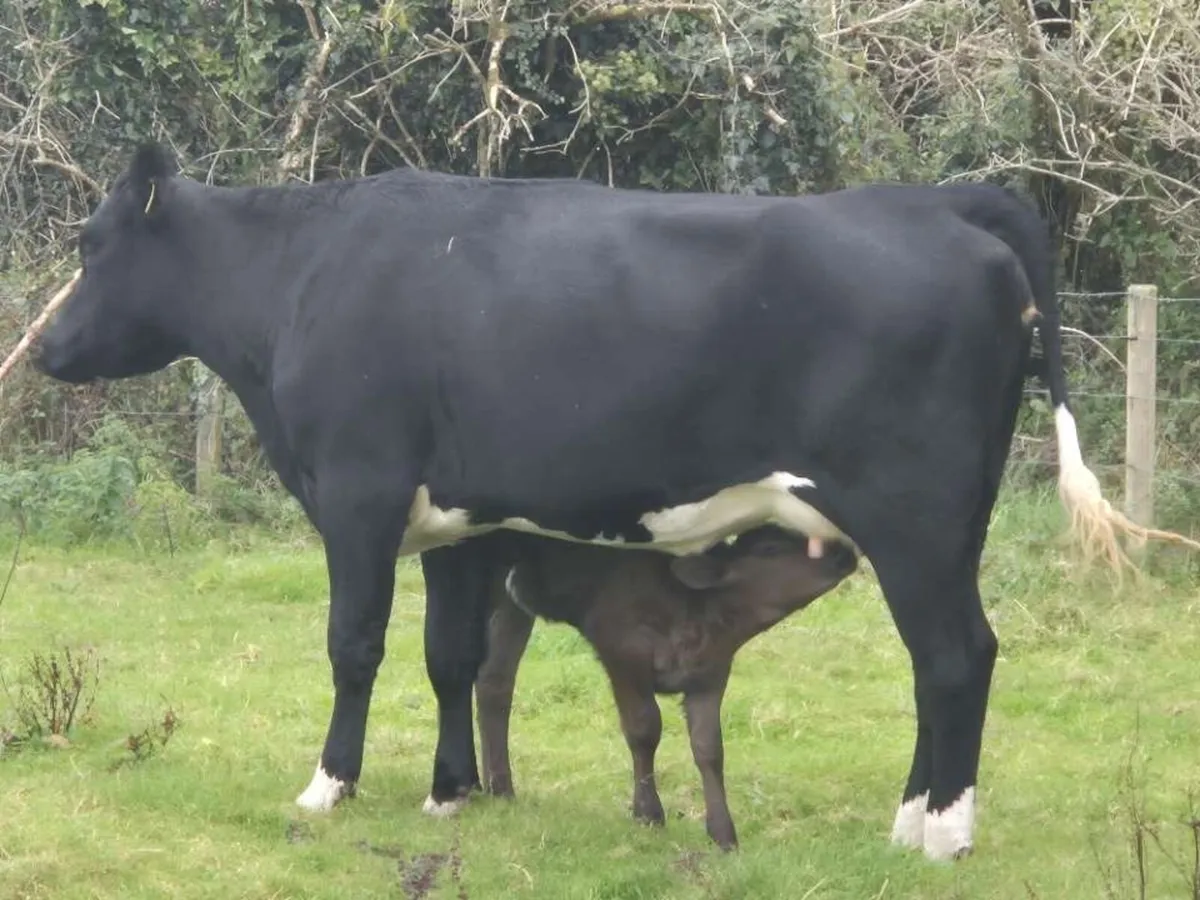 First Calver Angus heifer for sale - Image 3