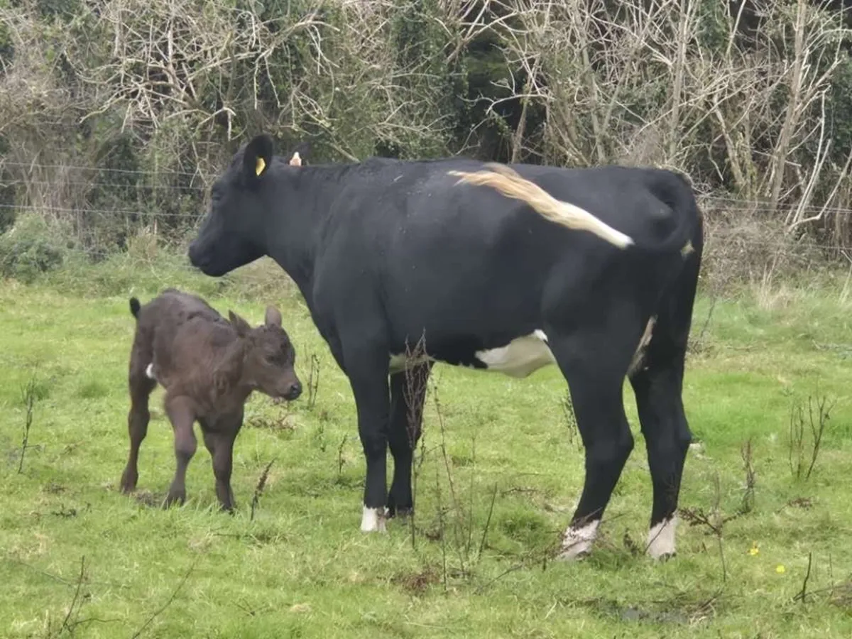 First Calver Angus heifer for sale - Image 4
