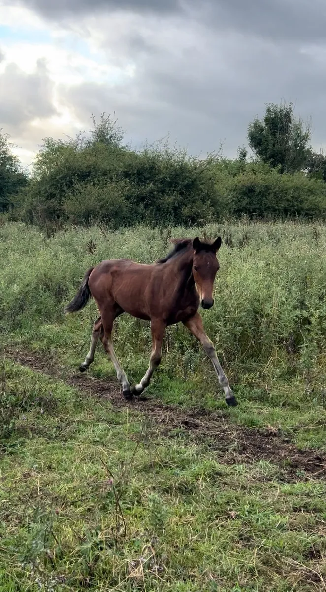Foal by Gwennic de Goariva - Image 3