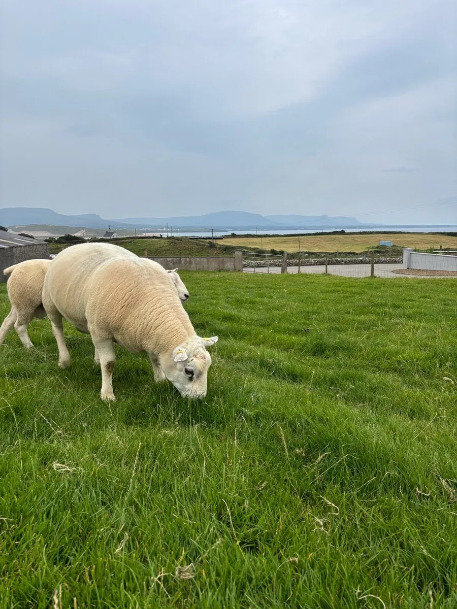 Hogget Rams - Image 2