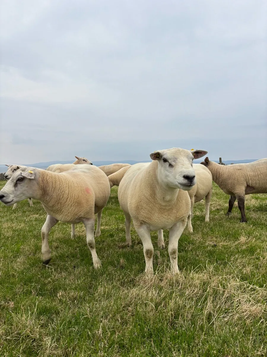 Hogget Rams - Image 4