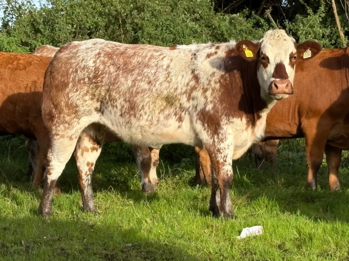 32 exceptional incalf heifers for G.V.M. Tullamore - Image 2