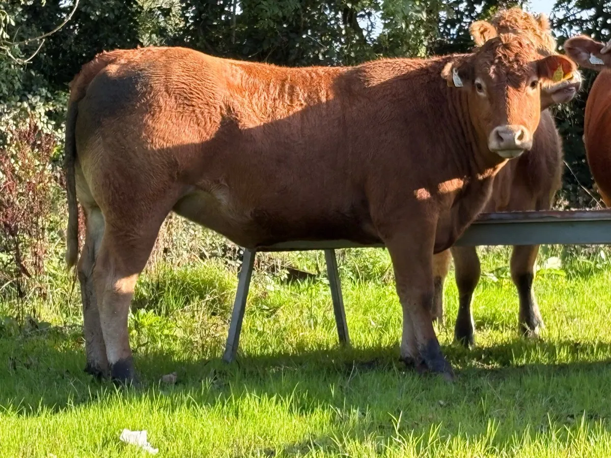 32 exceptional incalf heifers for G.V.M. Tullamore - Image 3