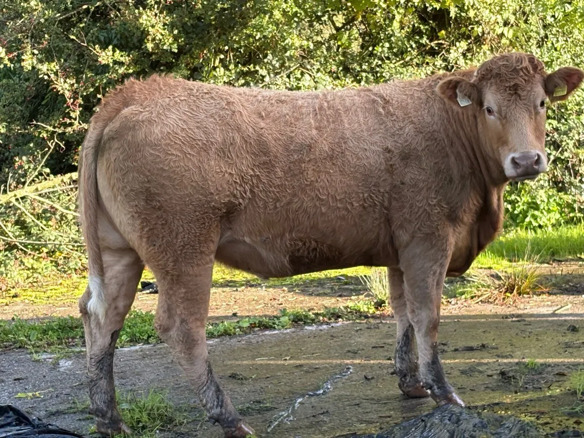32 exceptional incalf heifers for G.V.M. Tullamore - Image 4