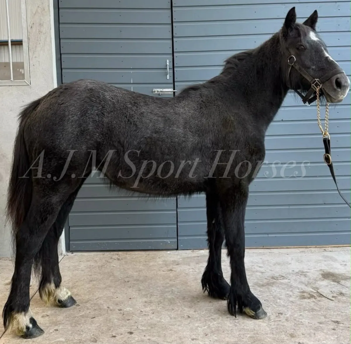Cob x Irish Draft - Image 1