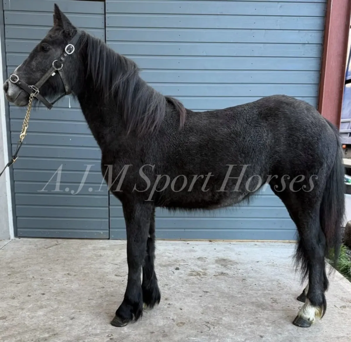 Cob x Irish Draft - Image 3