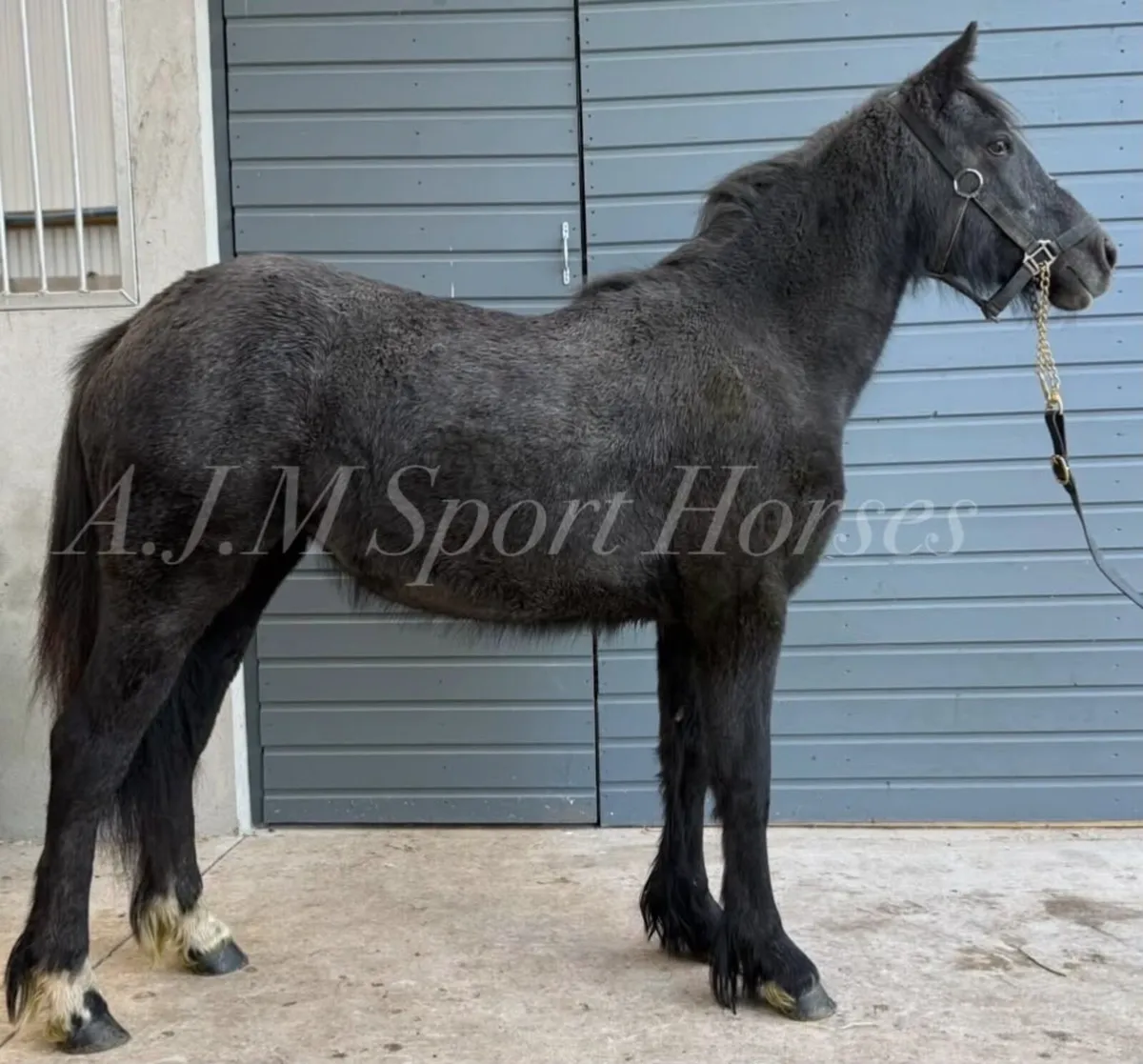 Cob x Irish Draft - Image 4