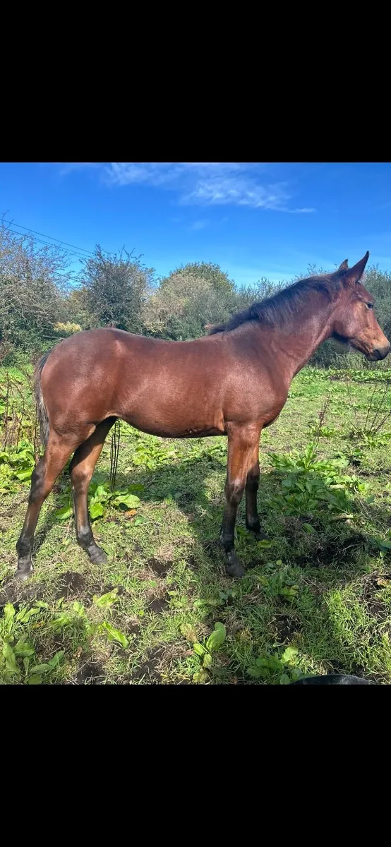 Foal by Gwennic de Goariva - Image 1