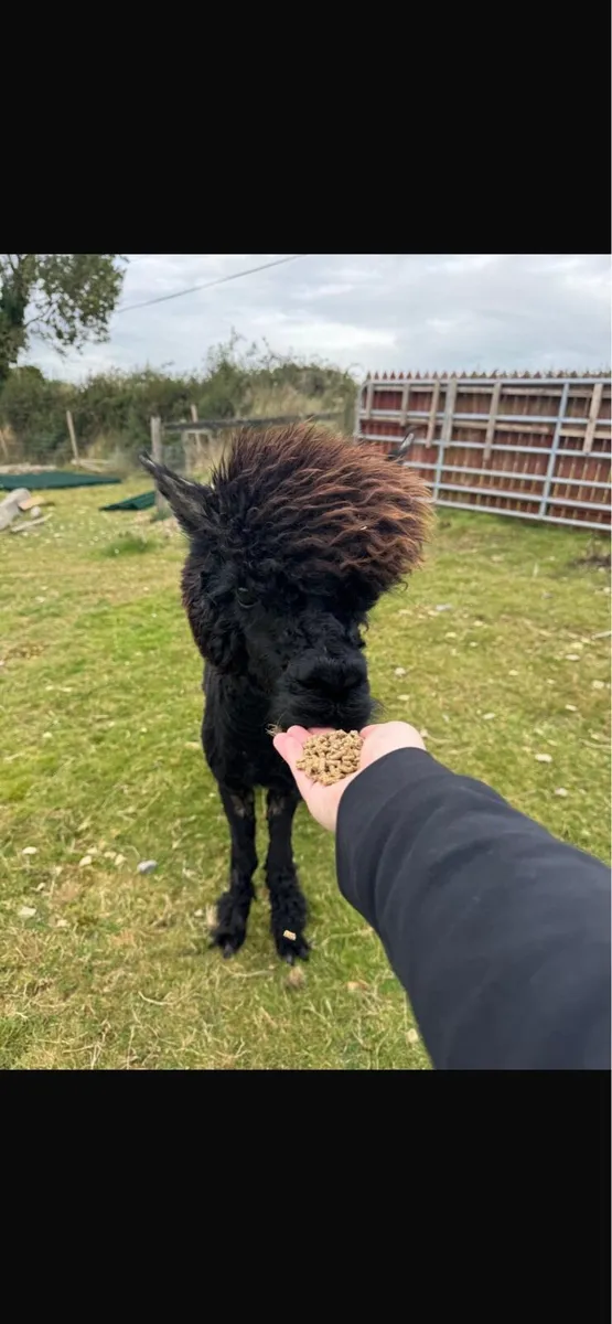 Alpacas - Image 3
