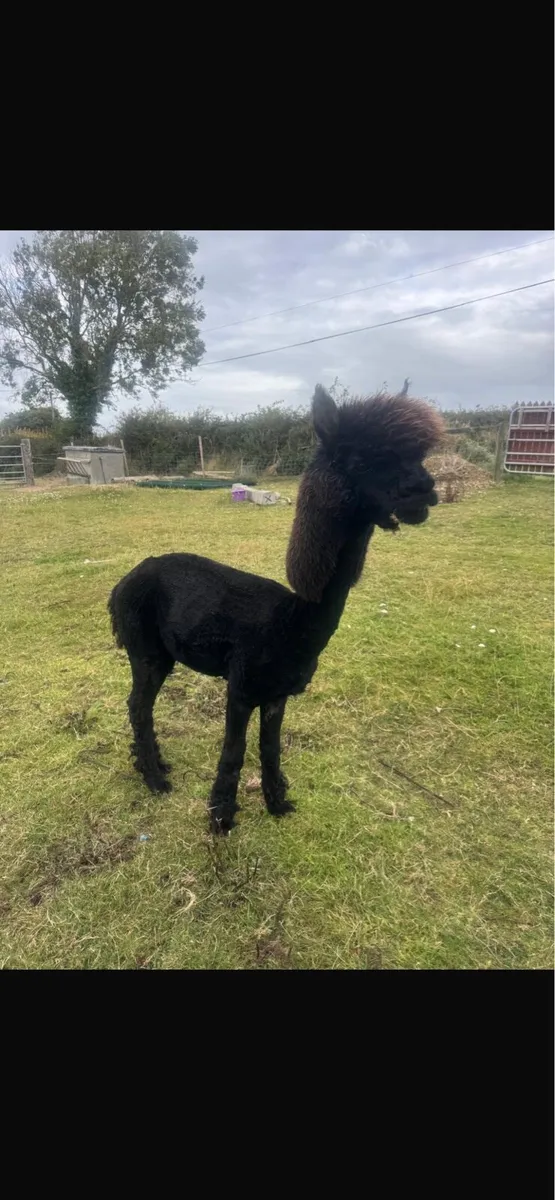 Alpacas - Image 4