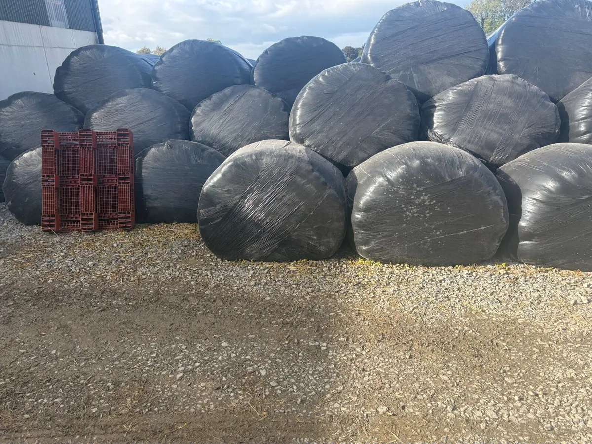 Round bales silage - Image 1