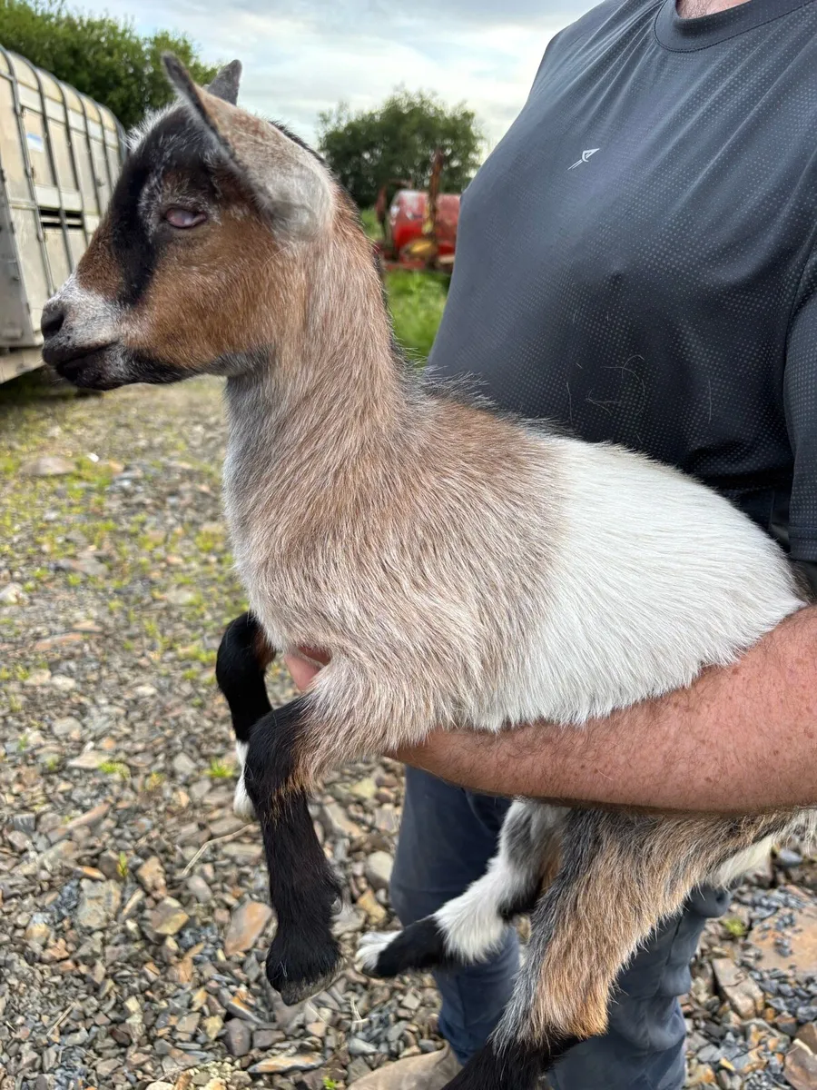 Female Pygmy Goat Kid - Image 3