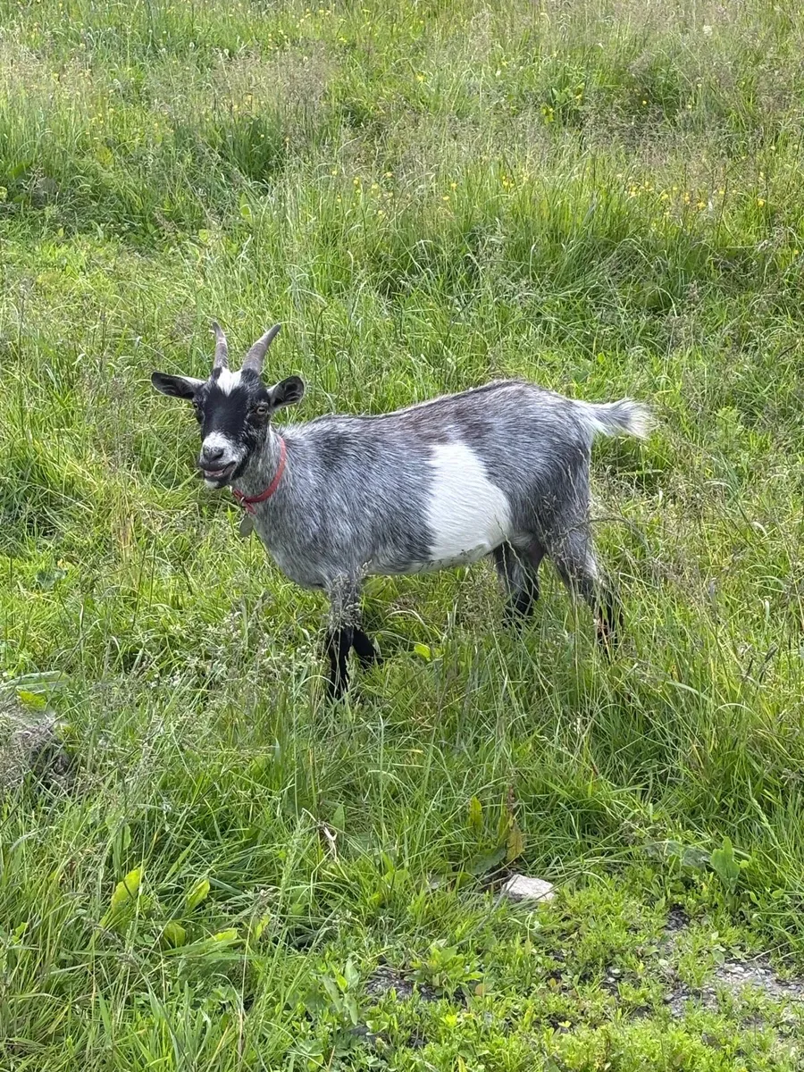 Female Pygmy Goat Kid - Image 4