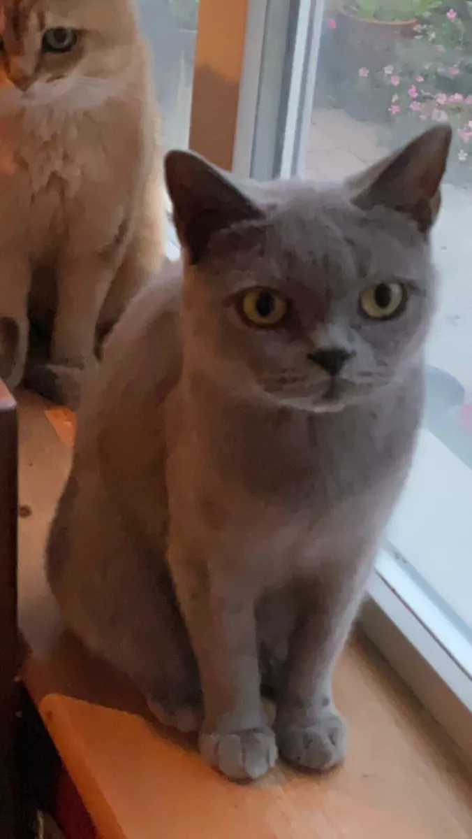 BLUE BRITISH SHORTHAIR - Image 1