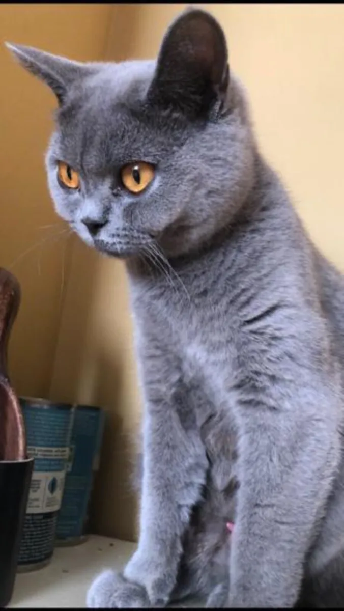 BLUE BRITISH SHORTHAIR - Image 2