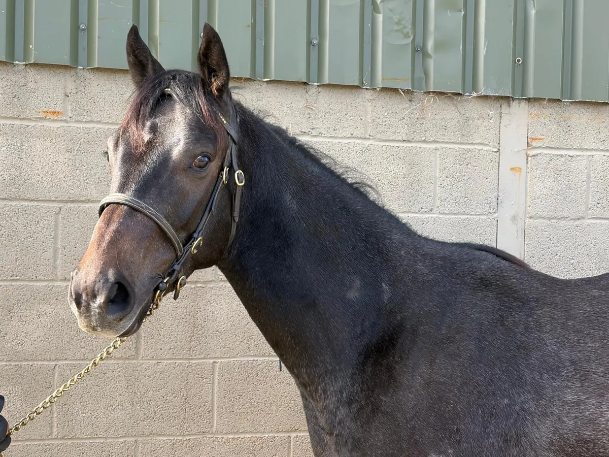 Thoroughbred Colt by Bungle in the Jungle - Image 3