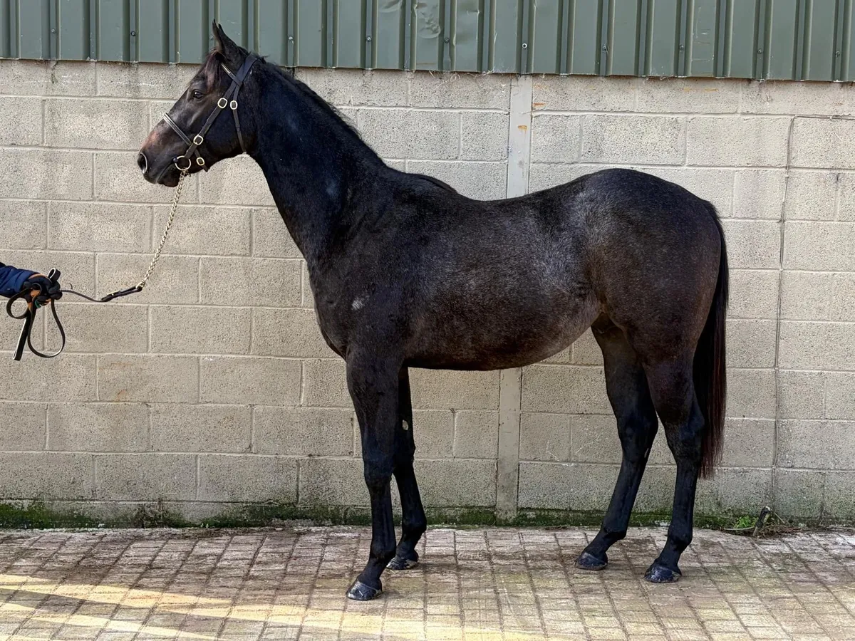 Thoroughbred Colt by Bungle in the Jungle - Image 4