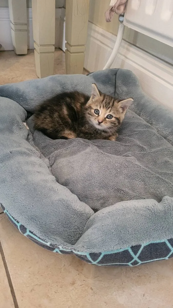 Kittens - Image 4