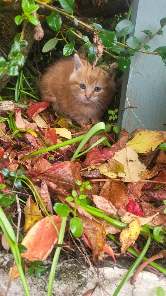 Kittens - Image 1