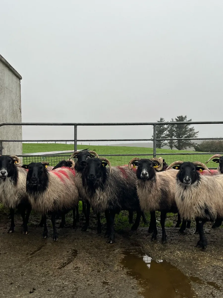 14 Mountain Ewes - Image 1