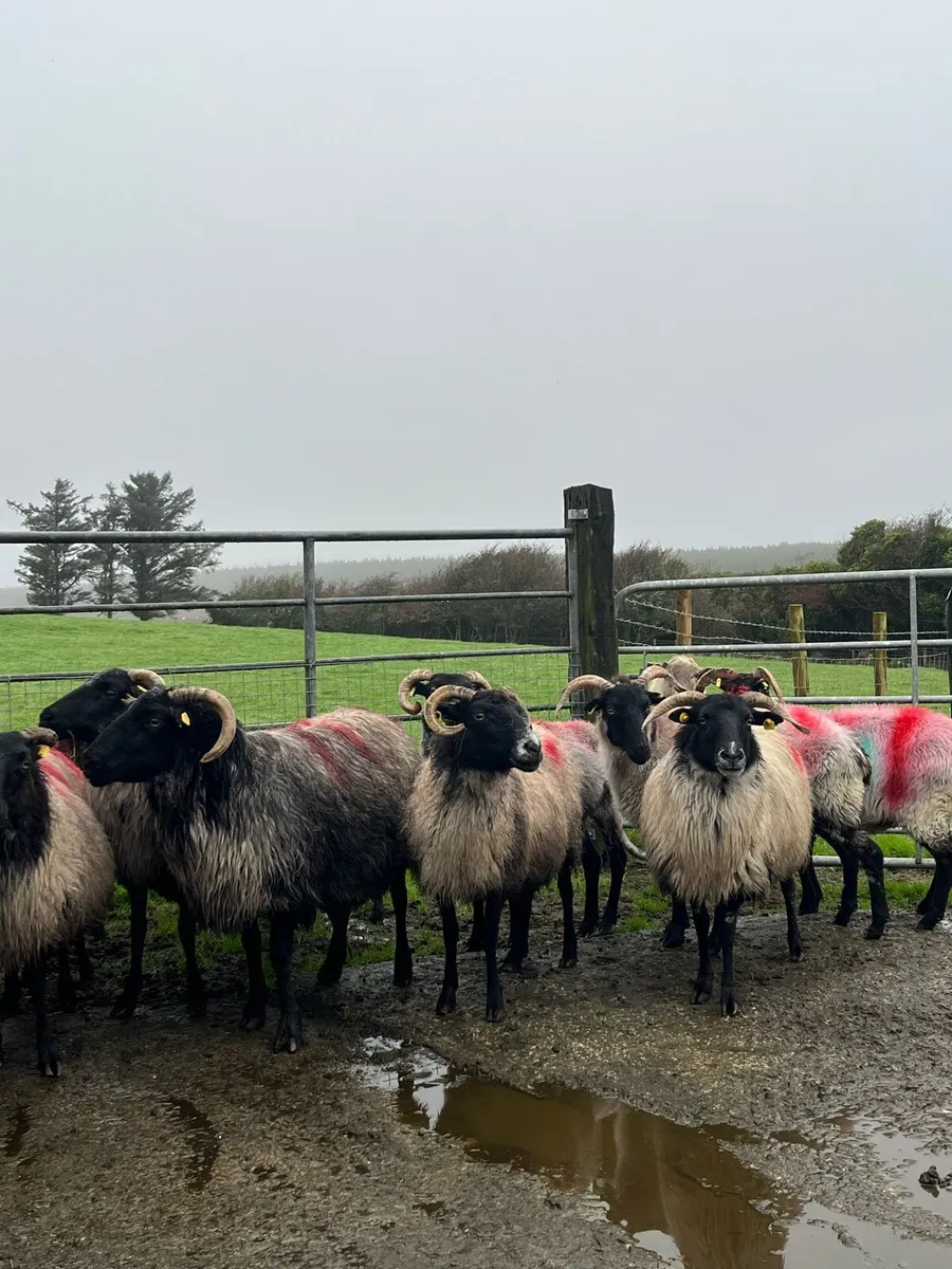 14 Mountain Ewes - Image 2