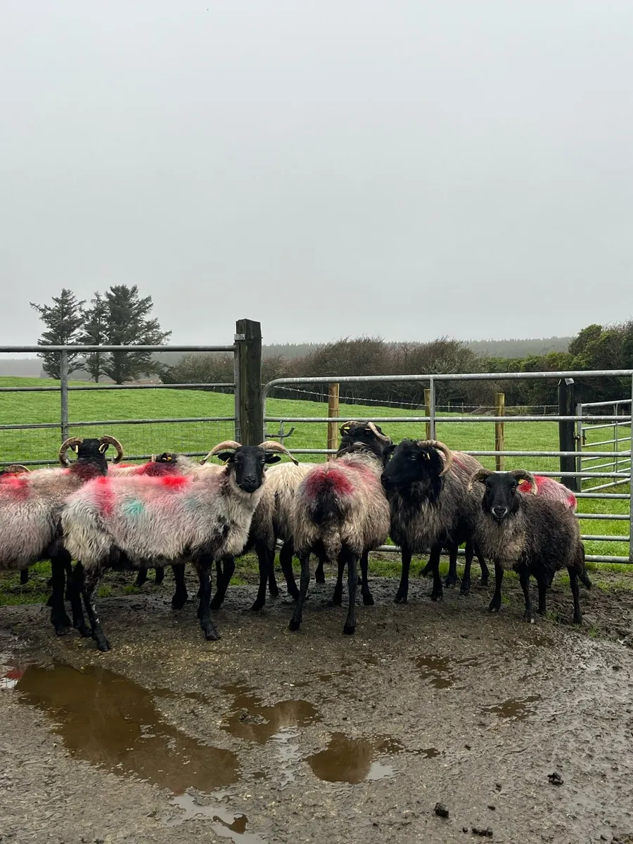 14 Mountain Ewes - Image 3