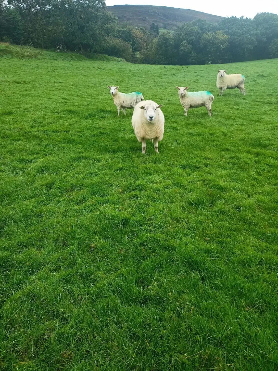 Ram - Image 2