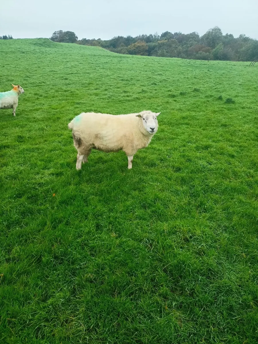 Ram - Image 1
