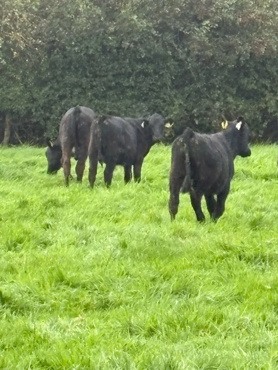Angus runners - Image 1