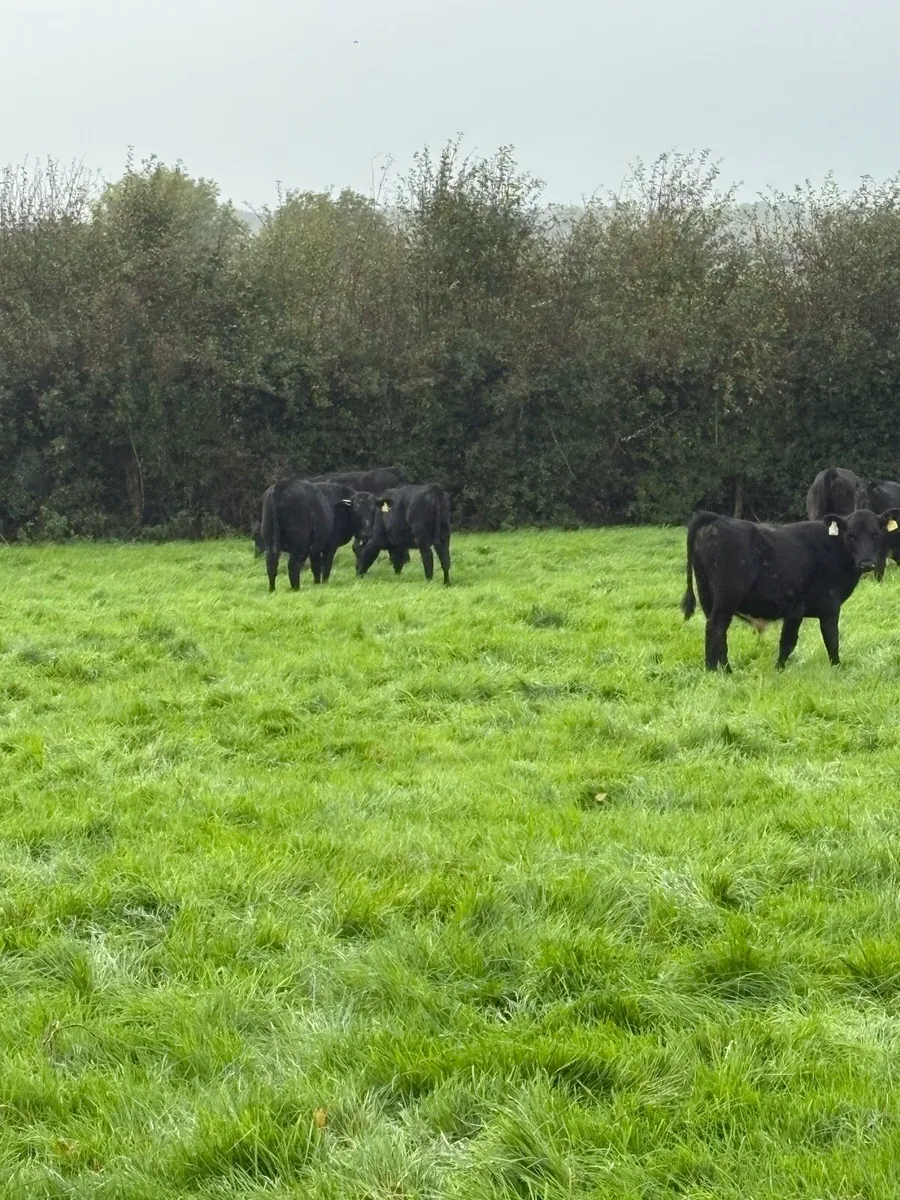 Angus runners - Image 2