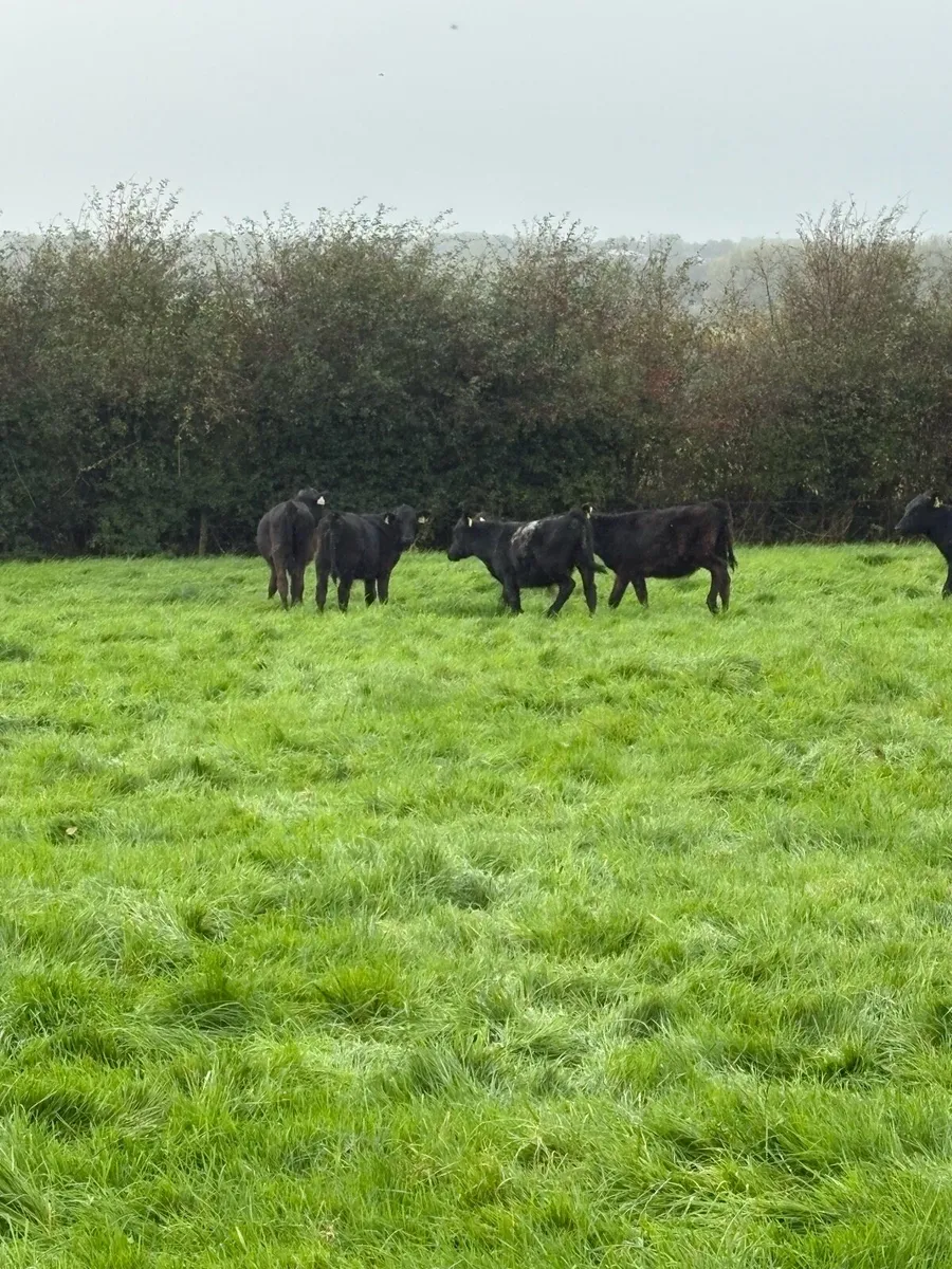 Angus runners - Image 3