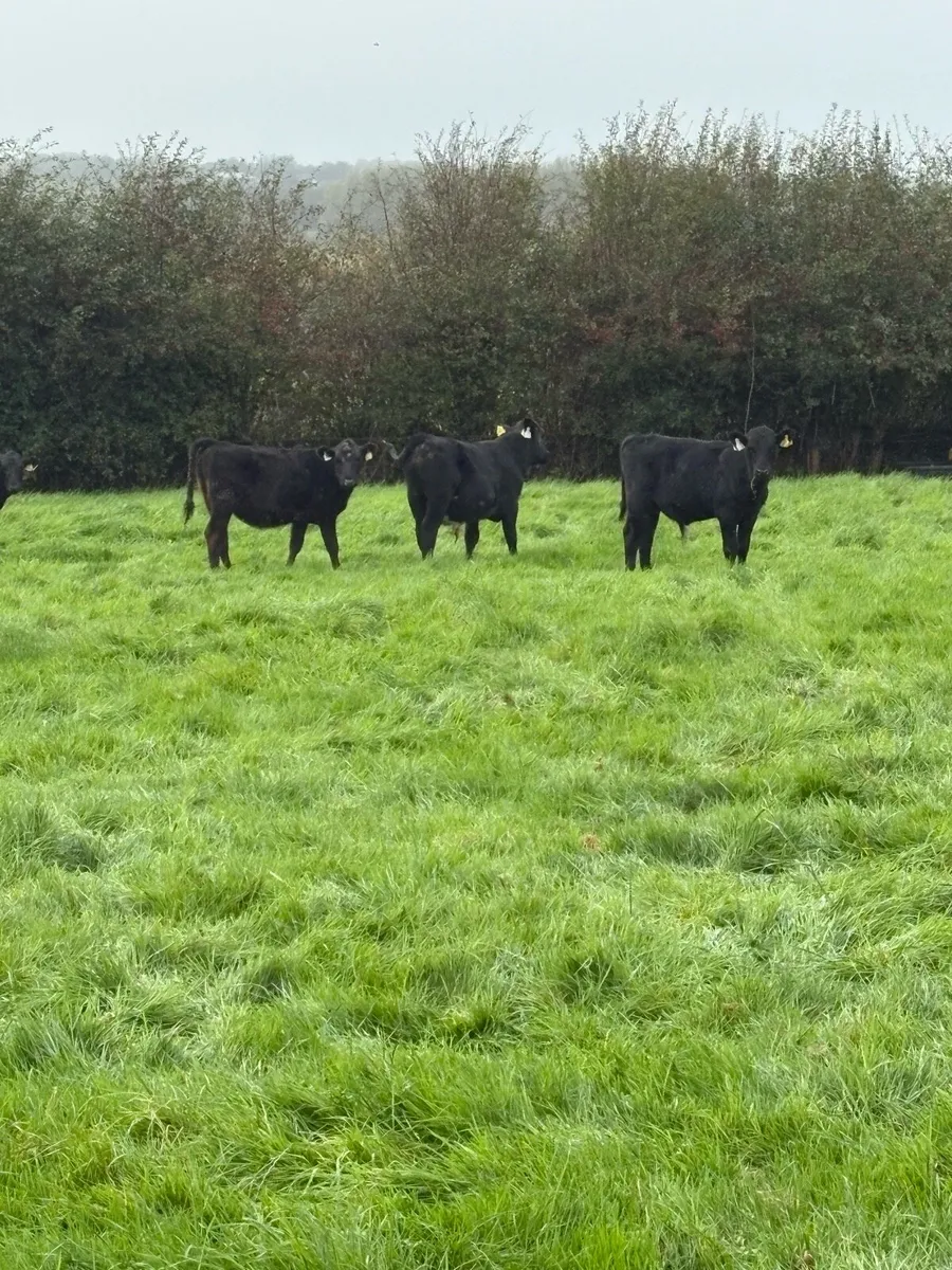 Angus runners - Image 4