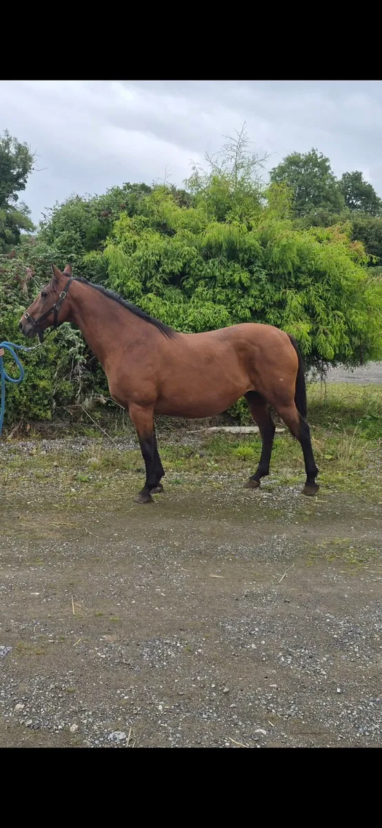 2005 Brood mare - Image 1