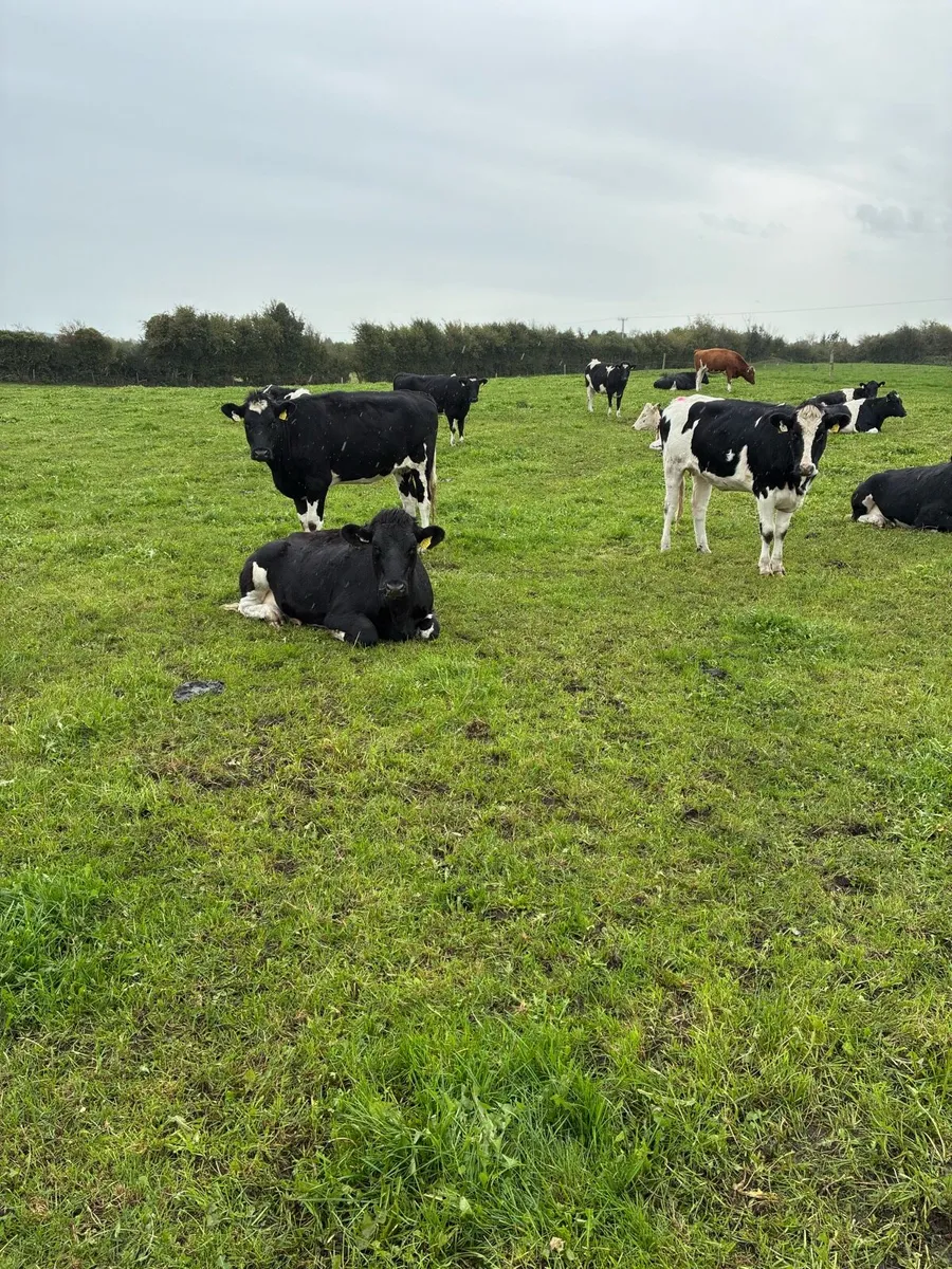10 High Ebi In calf heifers - Image 4