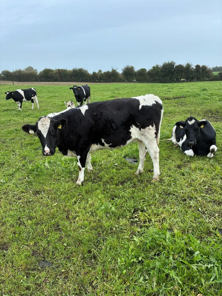 10 High Ebi In calf heifers - Image 1
