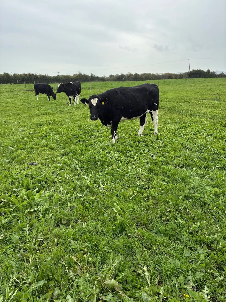 10 High Ebi In calf heifers - Image 2