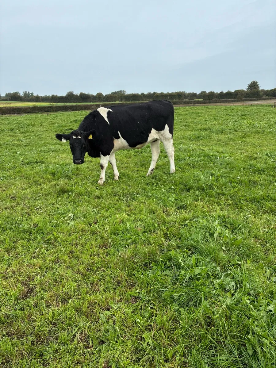 10 High Ebi In calf heifers - Image 3