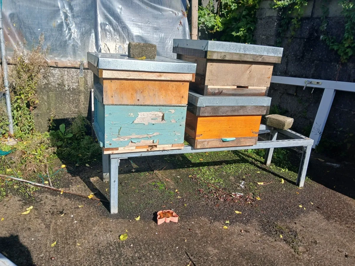 Bees - Image 1