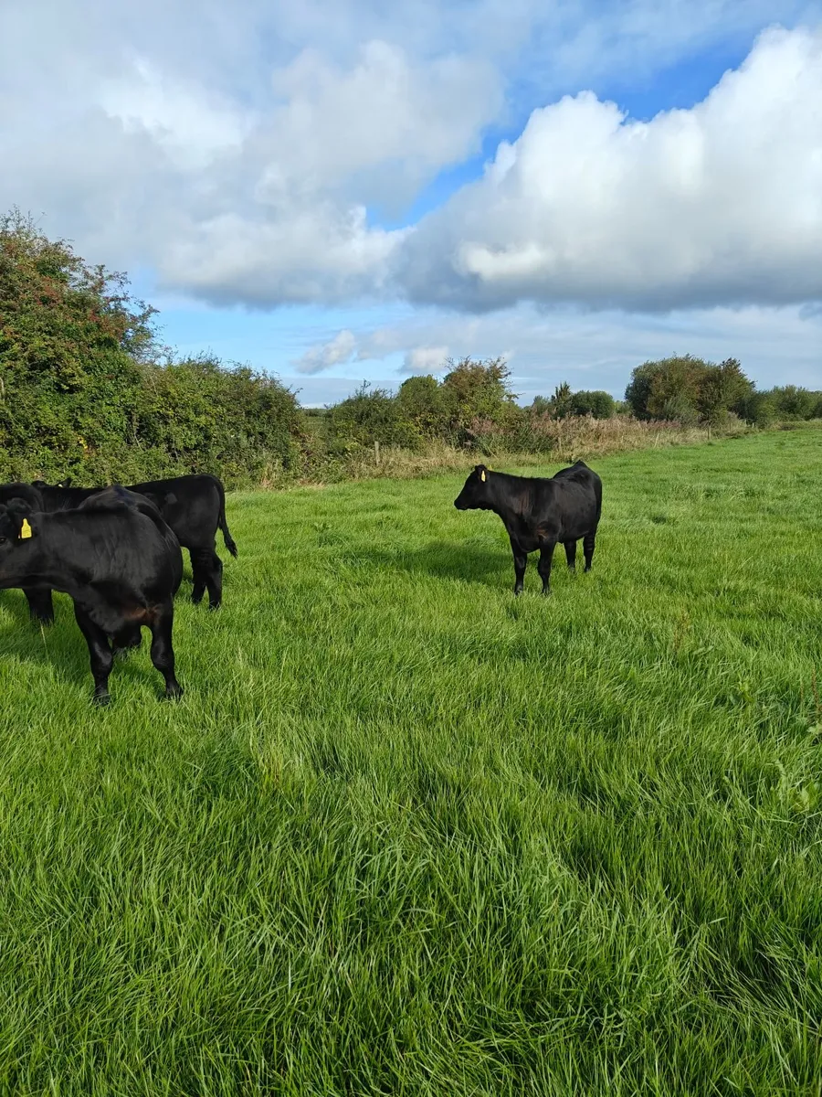 Organic Angus Weanlings - Image 1