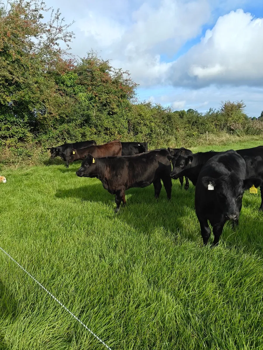 Organic Angus Weanlings - Image 3